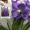 Ванда (Vanda  Bangjong Sky Blue No.24) 